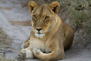 lions of the moremi reserve in botswana