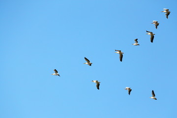 A flock of white pelicans (Onocrotalus Pelecanus) soaring in the sky