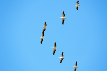 A flock of white pelicans (Onocrotalus Pelecanus) soaring in the sky