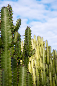 Green cactus growing in Gran Canaria, Canary Islands, Spain