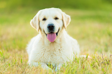 Photo of a beauty Golden retriever dog