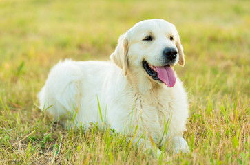 Closeup photo of a beauty Labrador dog