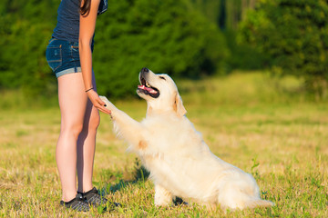Closeup photo of a beauty Golden retriever dog