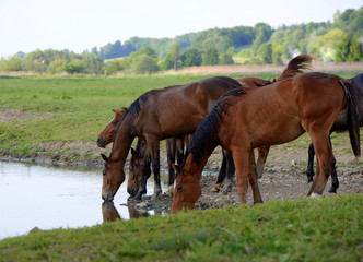 Fototapeta premium down at the river, few wild horses drinking at the river