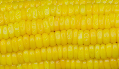 close up of yellow corn seeds texture