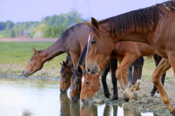 Pferdebar, einige wilde Pferde beim Saufen am Flu&szlig;
