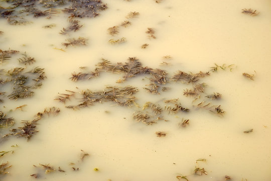 Verdrecktes Wasser  / Die Nahaufnahme von verdrecktem und gelbem Wasser mit Wasserpflanzen.