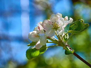 Blüte Apfelbaum mit Insekt