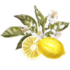 Branch of watercolor lemon tree with leaves, yellow lemons and flowers. Hand drawn watercolor elements for your design. Isolated on white. - obrazy, fototapety, plakaty