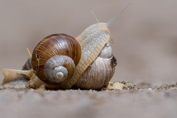 Weinbergschnecken (Helix pomatia) auf einem Weg mit einer Springspinne am Schneckenhaus
