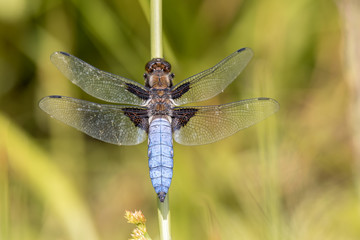 Plattbauch (Libellula depressa) Libelle an einem Grashalm
