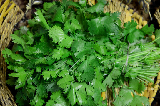 
A thick bunch of coriander lies on a wicker dish.