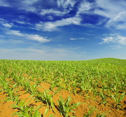 Cornfield with Clouds on Bright Summer Day