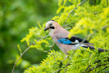 Eurasian jay or Garrulus glandarius
