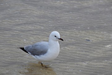 Seagull
