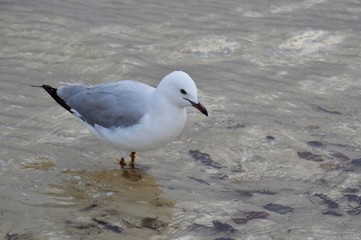 Seagull