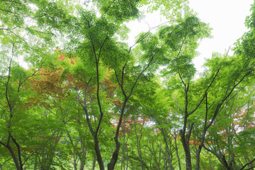Obraz premium 新緑の楓 エコイメージ