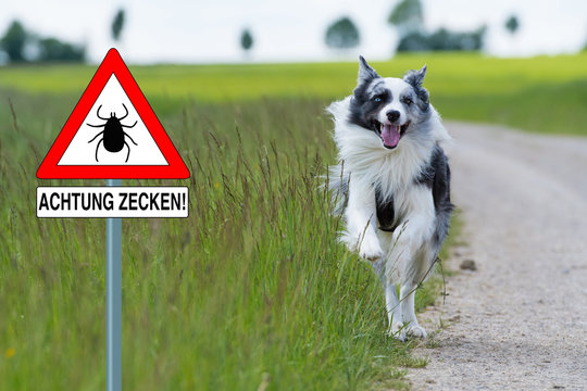 Achtung Zecken!
