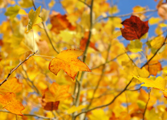 feuillage jaune d'un  érable en automne