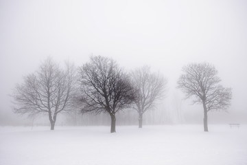 Winter trees in fog - Powered by Adobe