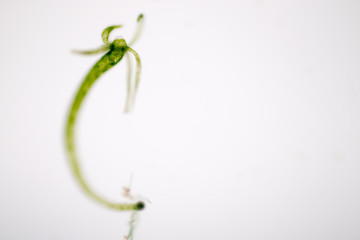 Hydra is a genus of small, fresh-water animals of the phylum Cnidaria and class Hydrozoa under the microscope for education.