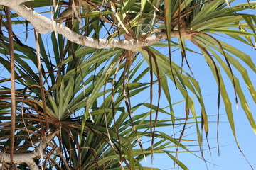 Yucca Palm Tree / Kiwengwa Beach, Zanzibar Island, Tanzania, Indian Ocean, East Africa