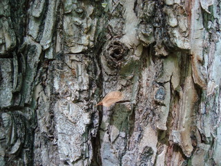 the tree and little leaf