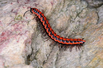 shocking pink dragon millipede