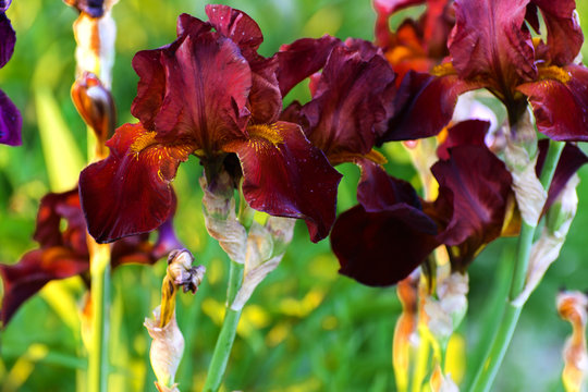 Beautiful floral background. Amazing view of the bright red iris blooming in the garden in the middle of a sunny summer spring day with green grass.