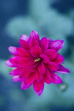 Bright fiolet flower on the street