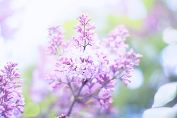  Flowering sirens in the garden