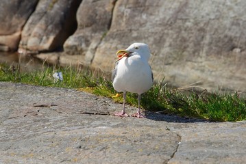 Umweltverschmutzung, Möwe mit Kunstköder