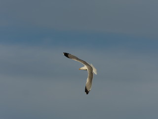 Mouette 