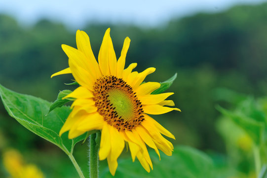 closeup of beautiful sunflower blooming at garden