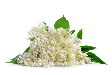 Elderberry flower (Sambucus nigra) isolated on a white background.