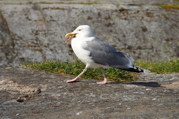Umweltverschmutzung, Möwe mit Kunstköder
