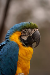 ルリコンゴウインコ