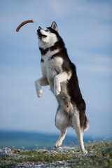 Jumping blue-eyed Funny Siberian Husky