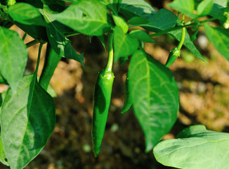 green pepper plants in growth at vegetable garden