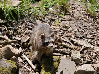 Waschbär