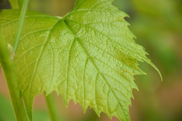 grape leaves