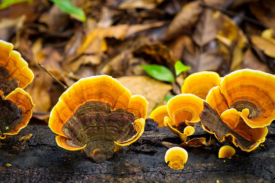 Ganoderma mushroom in nature