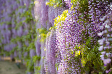 Obraz premium blooming wisteria flower