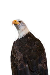 Fototapeta premium Bald eagle isolated on white background. Clipping path included