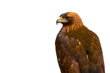 Closeup of beautiful Golden Eagle isolated on white background. Clipping path included.