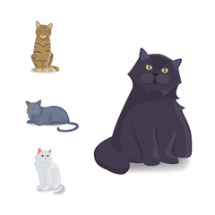 Collection Cats of Different Breeds. Vector isolated cat on white background. Home animal or pets. Fanny kittens faces