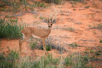 Steenbok, Raphicerus campestris, wild animal in Kalahari, looking directly at camera. Small antelope on red sand of Kgalagadi. Steenbok on red dune. Kgalagadi transfrontier park, South Africa.