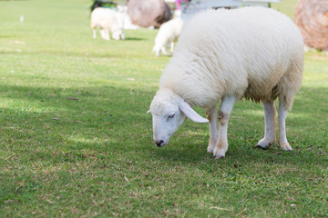 Sheep eating grass