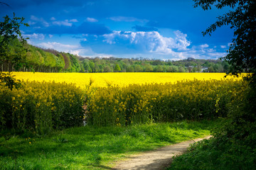 Leuchtend gelbes Rapsfeld mit Feldweg - Rape field