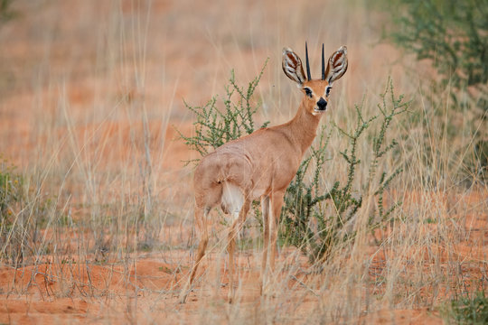 Steenbok, Raphicerus campestris, wild animal in Kalahari, looking directly at camera. Small antelope on red sand of Kgalagadi. Steenbok on red dune. Kgalagadi transfrontier park, South Africa.